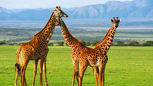 5 days Lake Manyara / Ngongoro / Serengeti Safaris