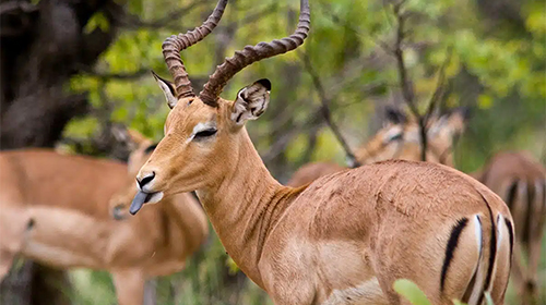 5 days Lake Manyara / Ngorongoro / Tarangire Safaris