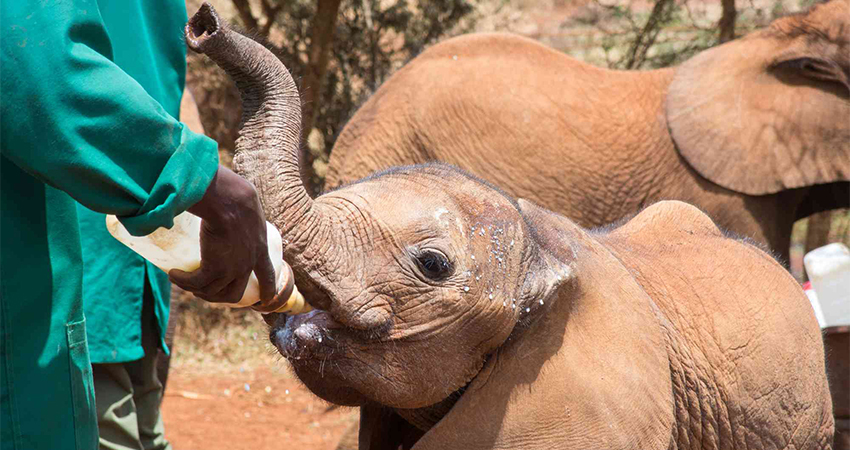 1-day-nairobi-national-park-elephant-orphanage-giraffe-centre-bomas-of-kenya-tour-2