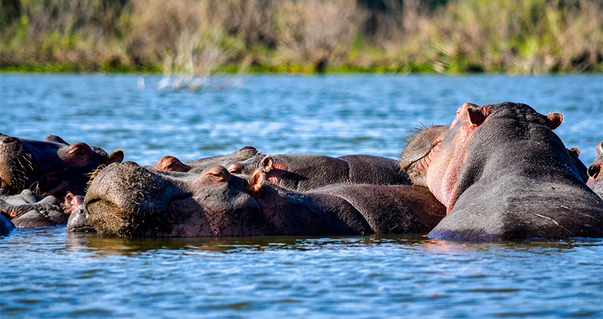 1-day-trip-to-lake-nakuru-national-park-lake-naivasha-1