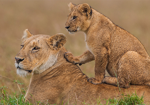 10-days-masai-mara-lake-naivasha-amboseli-lake-manyara-serengeti-ngorongoro-tarangire-safari-package