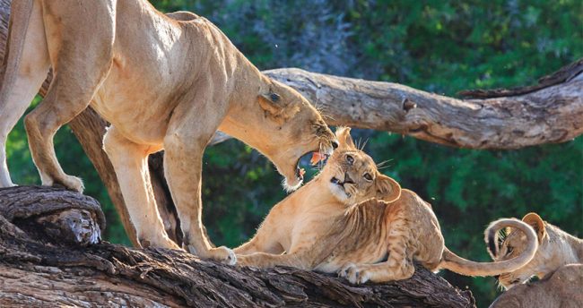 3-days-samburu-national-reserve-safari-4