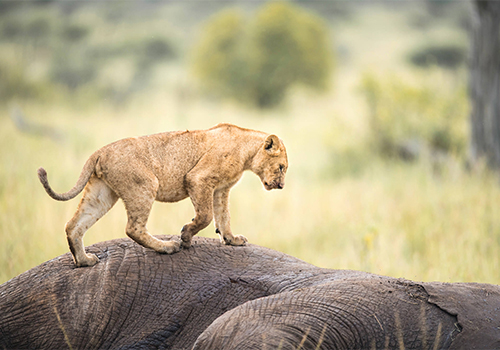 7-days-lake-nakuru-masai-mara-isebania-serengeti-ngorongoro-crater-safari-package