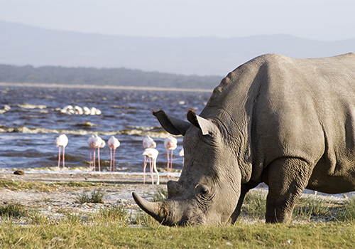 8-days-masai-mara-lake-nakuru-lake-manyara-serengeti-ngorongoro-safari-package