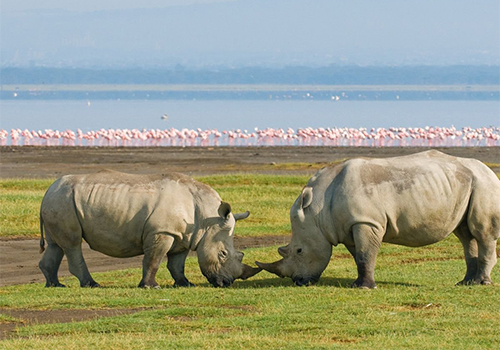 9-days-masai-mara-lake-nakuru-amboseli-serengeti-ngorongoro-crater-safari-package