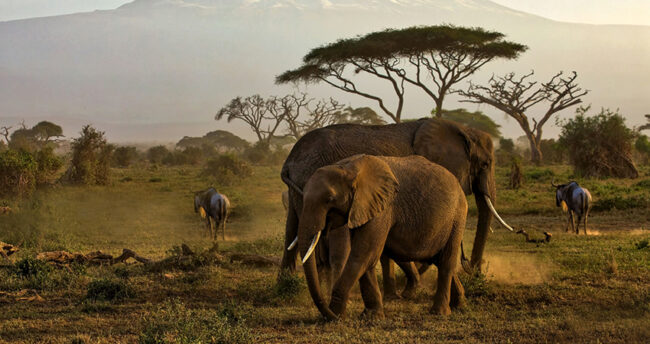 amboseli-national-park-1