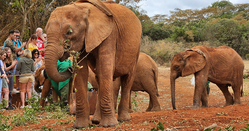 david-sheldrick-elephant-orphanage-day-trip-2