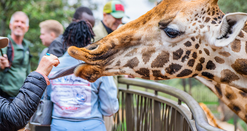 giraffe-center-day-tour-5