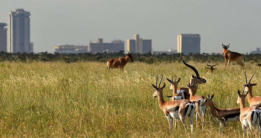 nairobi-national-park-day-tour-3