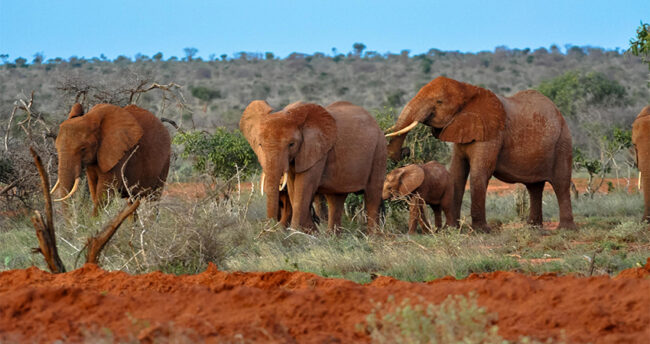 tsavo-east-national-park-1