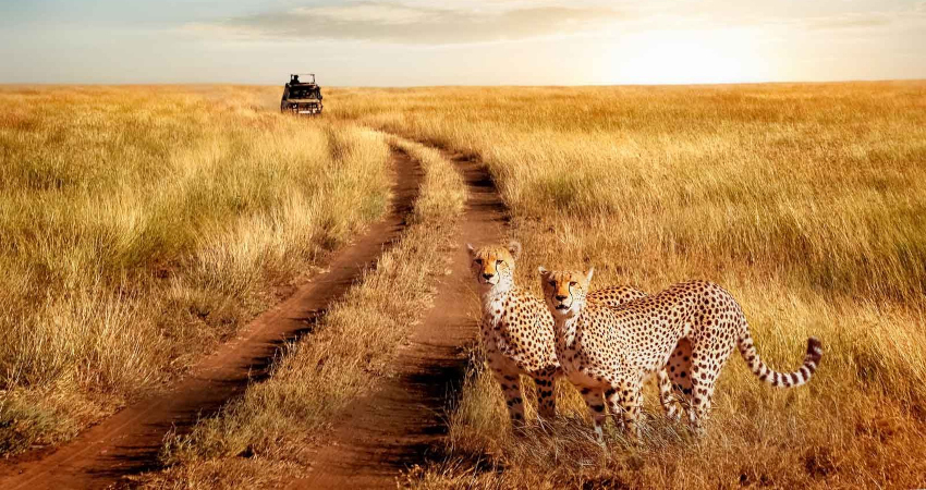 3 Days Serengeti National Park Safari