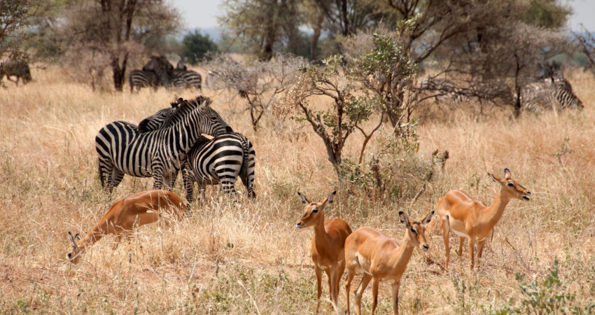 4 days Lake Manyara : Ngongoro : Tangire Lodge Safaris
