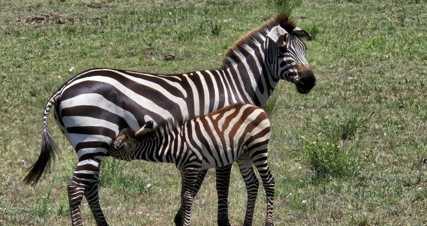 4 days Masai Mara: Lake Nakuru Safaris