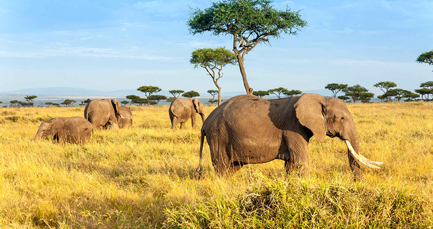 7 Days Tsavo West, Tsavo East, Amboseli, Lake Naivasha & Masai Mara Safari