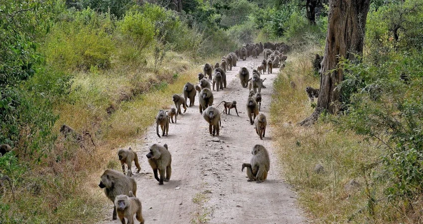 7 days Lake Manyara : Ngongoro : Serengeti : Tangire Safaris