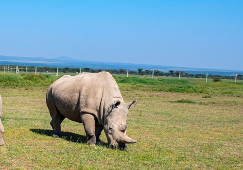 8 Days Aberdares, Samburu, Sweetwaters, Lake Nakuru & Masai Mara Safari 1