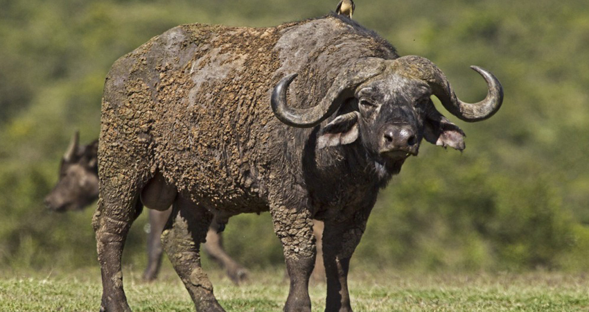 8 Days Aberdares, Samburu, Sweetwaters, Lake Nakuru & Masai Mara Safari