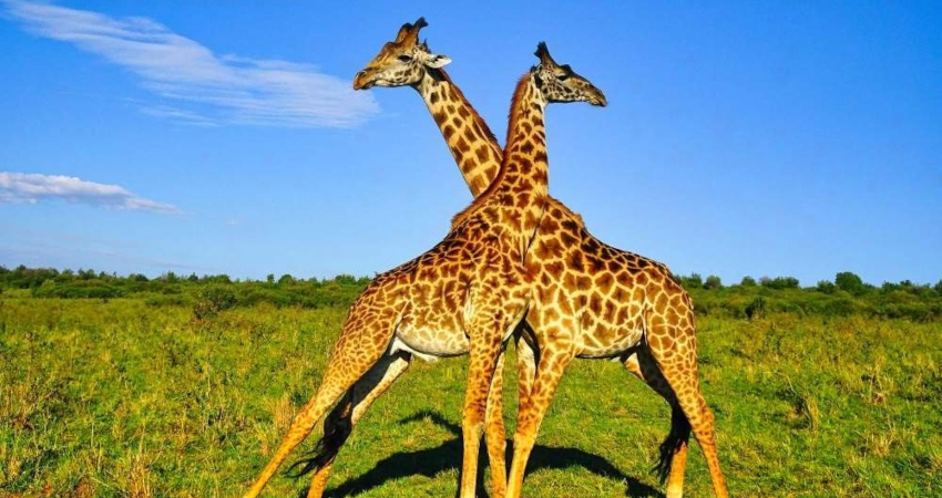 DeWatermark.ai_1758173488735