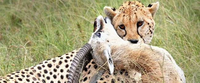 Tsavo West National Park 1