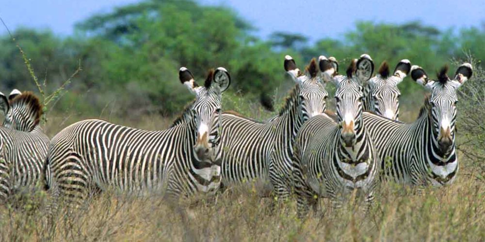 Welcome to Meru National Park Kenya